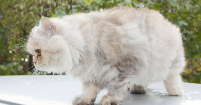 5 Solutions For Tackling Matted Cat Hair | At Home Remedies