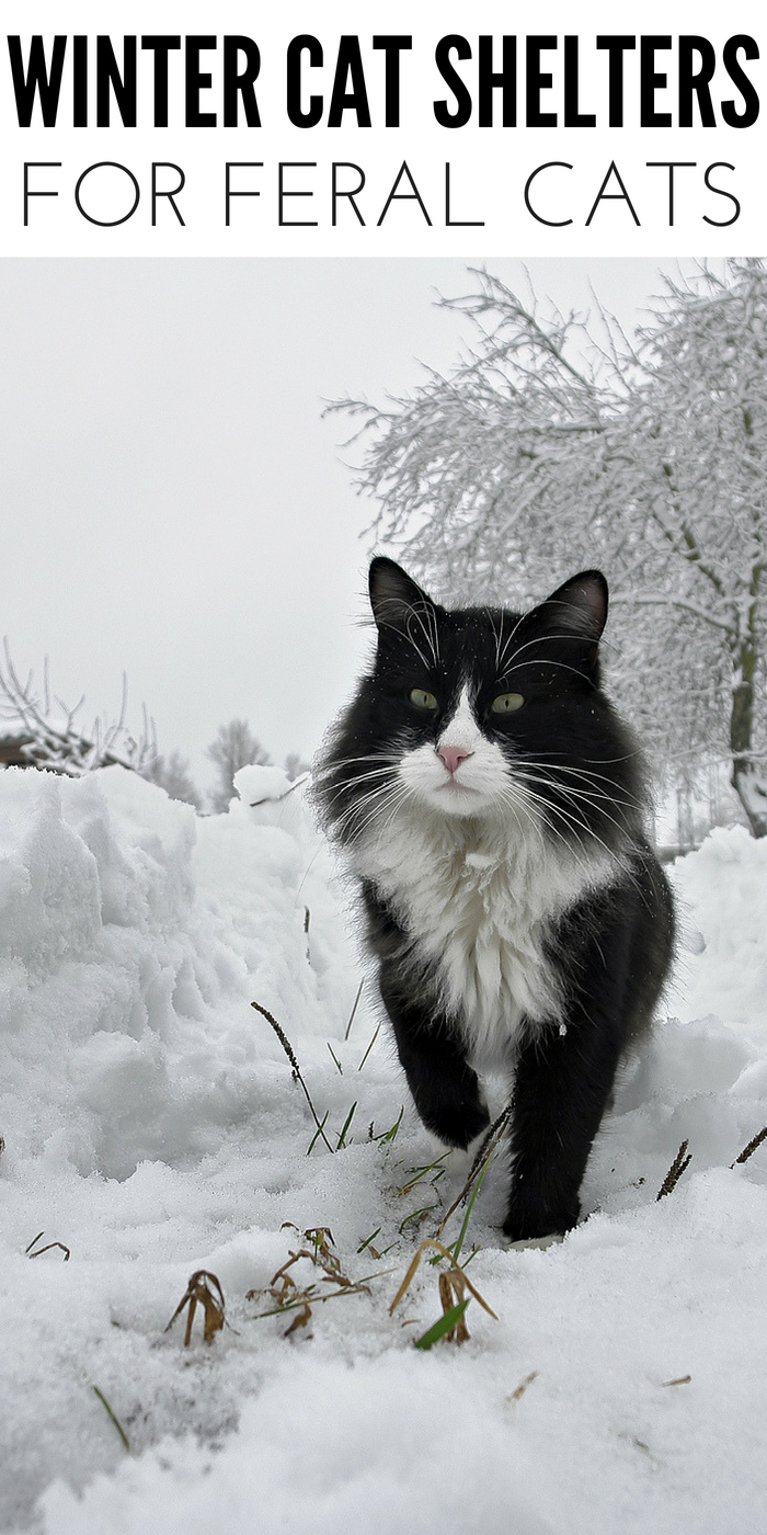 #CrazyCatLady #CatShelter #FeralCat winter cat shelter ideas