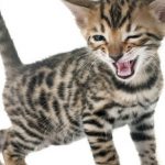 #CrazyCatLady #BengalKittens #CatFacts