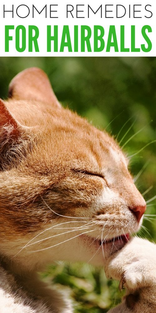 How to Reduce Hairballs In Cats With Home Remedies