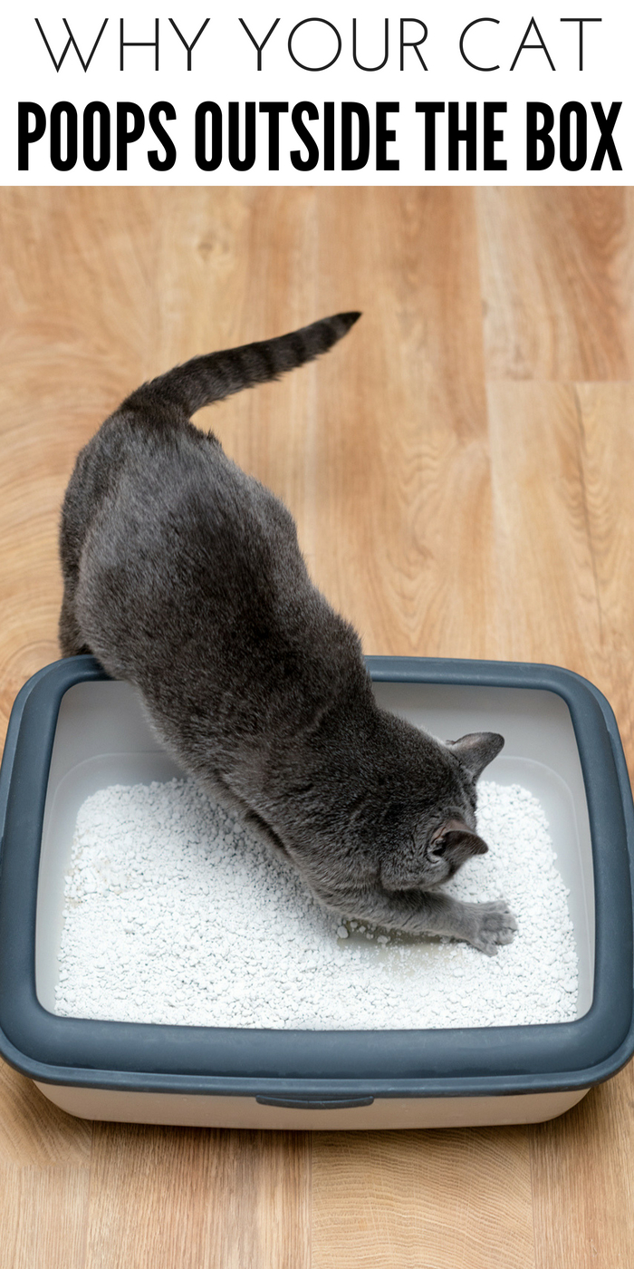 cats poop outside the litter box