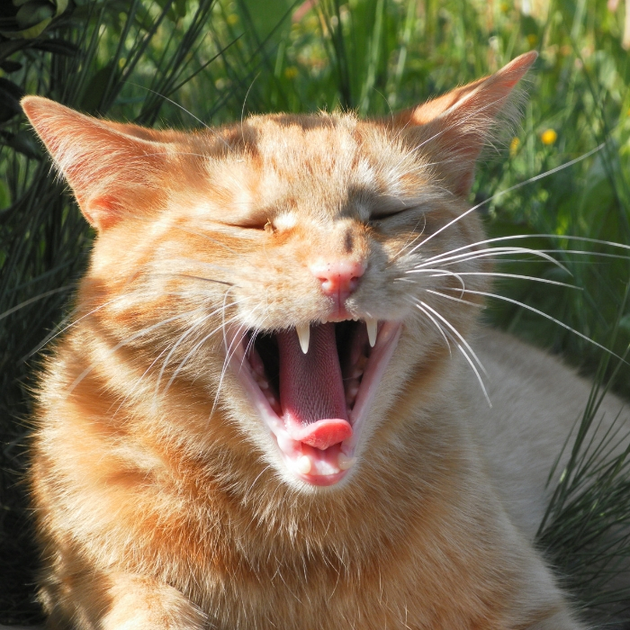 how to keep your cat's teeth clean