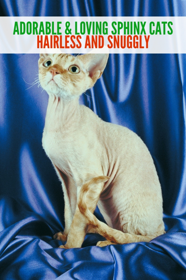 Ever wondered about the history of Sphinx cats? Wonder no more with these interesting topics! #crazycatlady #sphinxcats #hairlesscats #cats