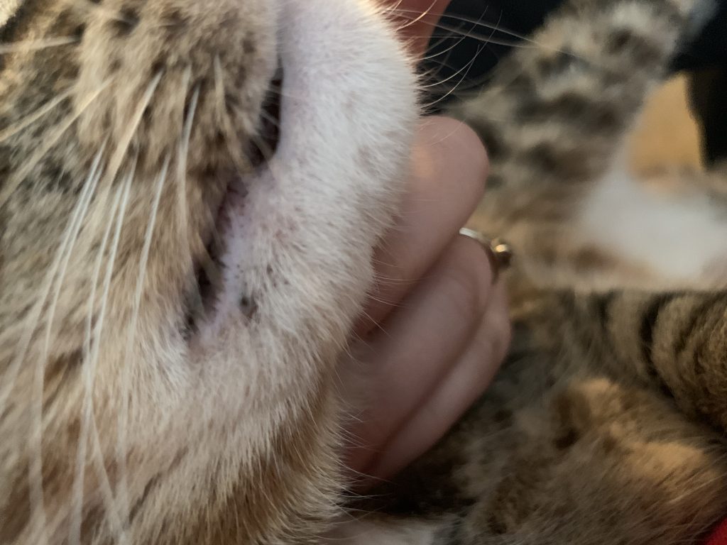 photo of blackhead on cat's chin