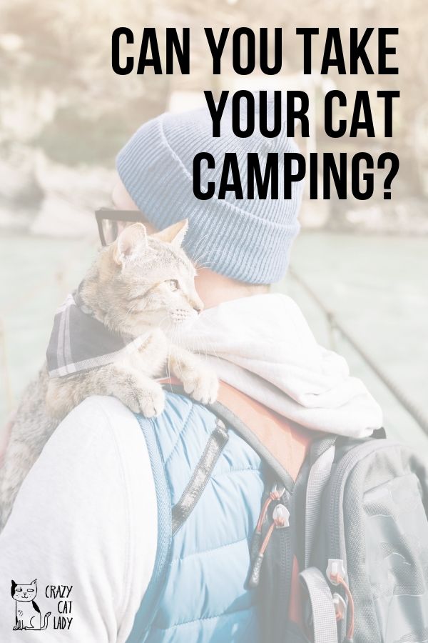 Can you take your cat camping?