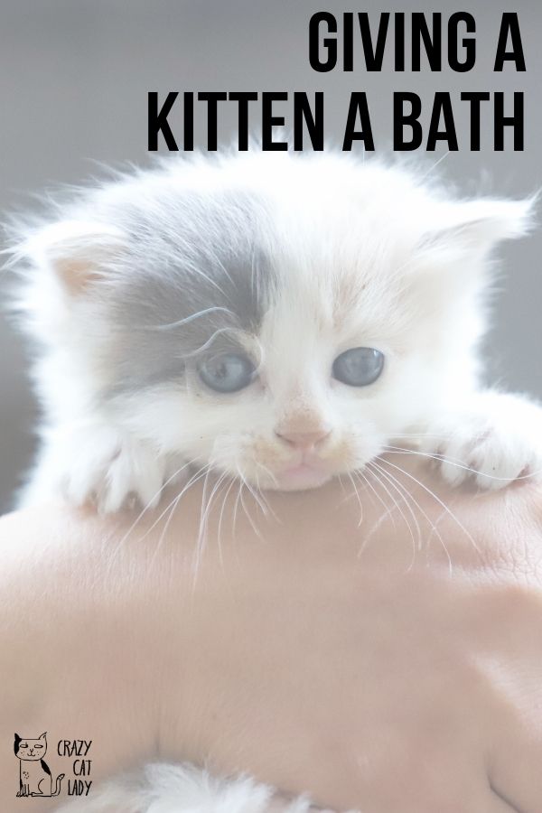 These tips for giving a kitten a bath is so helpful! Plus, there's a super cute video! 
