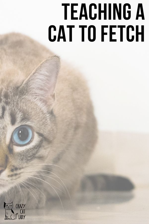 These simple tips to train your cat to fetch can be done by anyone! #cattraining #tipsforcats #catfetchingtips 